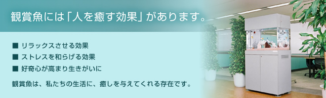観賞魚には「人を癒す効果」があります。