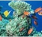 熱帯魚レンタルサービス