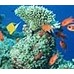 熱帯魚レンタルサービス